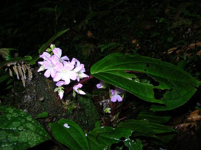 Monolena primuliflora, photographed by Jason Grant