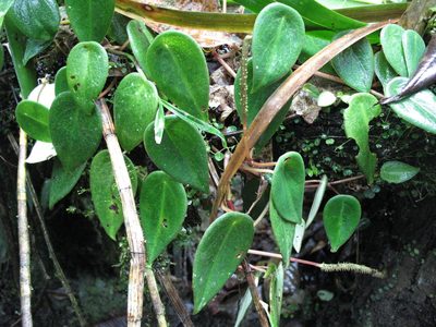 Peperomia eburnea, photographed by Jason Grant