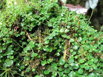 Peperomia emarginella, photographed by Jason Grant