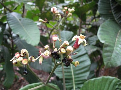 Condaminea corymbosa, photographed by Jason Grant