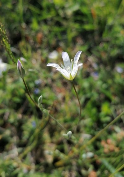 Moenchia mantica, photographed by Patrick Schwager