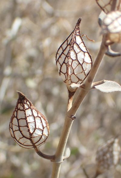 Petalidium lucens, photographed by Nicola van Berkel