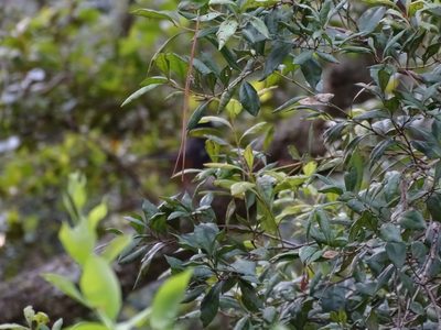 Lyonia ferruginea, photographed by Michael W Belitz
