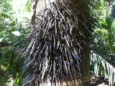 Astrocaryum standleyanum, photographed by Jason Grant