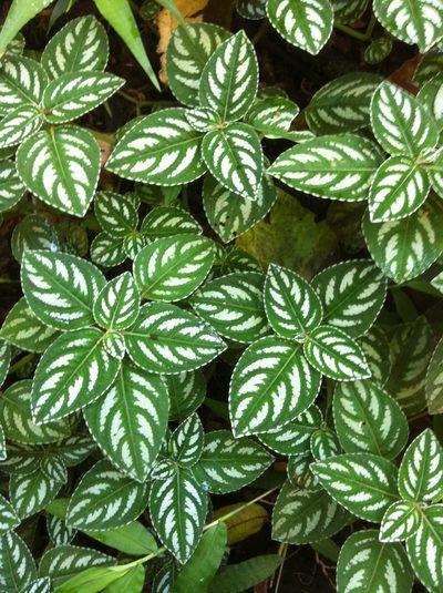 Impatiens marianae, photographed by Jason Grant