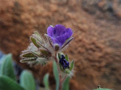 Phacelia curvipes, photographed by Mitch Van Dyke