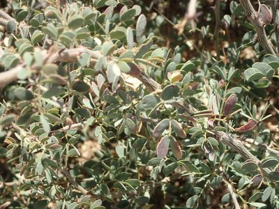 Senegalia mellifera, photographed by Nicola van Berkel