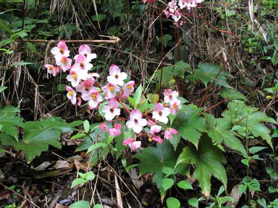 Begonia acerifolia, photographed by Jason Grant