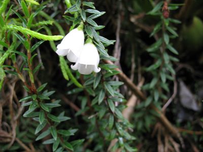 Disterigma pernettyoides, photographed by Jason Grant