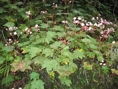 Begonia acerifolia, photographed by Jason Grant