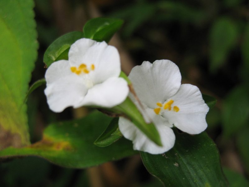 Tradescantia praetermissa, photographed by Jason Grant