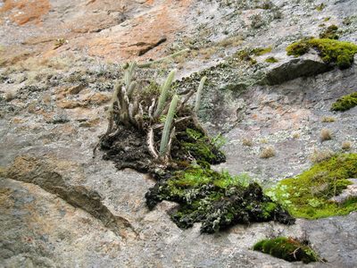 Corryocactus erectus, photographed by Jason Grant