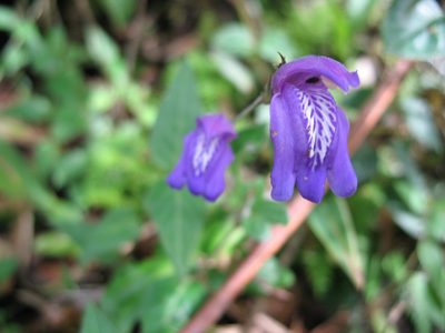 Justicia alpina, photographed by Jason Grant