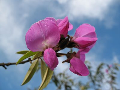 Collaea speciosa, photographed by Jason Grant