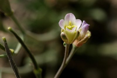 Boechera howellii, photographed by Cecelia Alexander