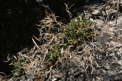 Boechera davidsonii, photographed by Cecelia Alexander