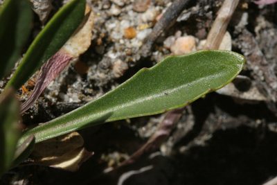 Boechera davidsonii, photographed by Cecelia Alexander
