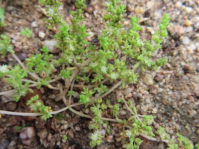 Crassula thunbergiana, photographed by linkie