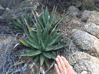 Agave mckelveyana, photographed by CK2AZ