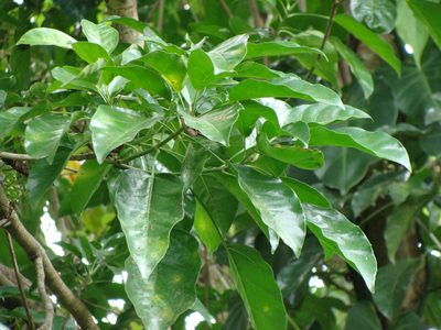 Dendropanax arboreus, photographed by Alexis López Hernández