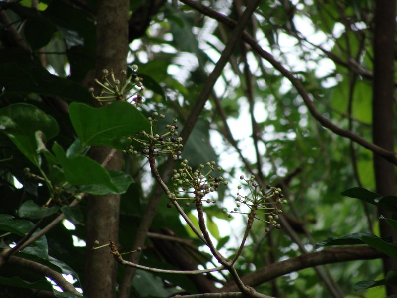 Dendropanax arboreus, photographed by Alexis López Hernández