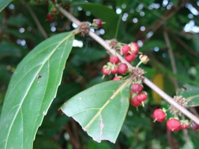Piparea dentata, photographed by Alexis López Hernández