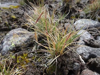 Festuca livida, photographed by Fabien Anthelme