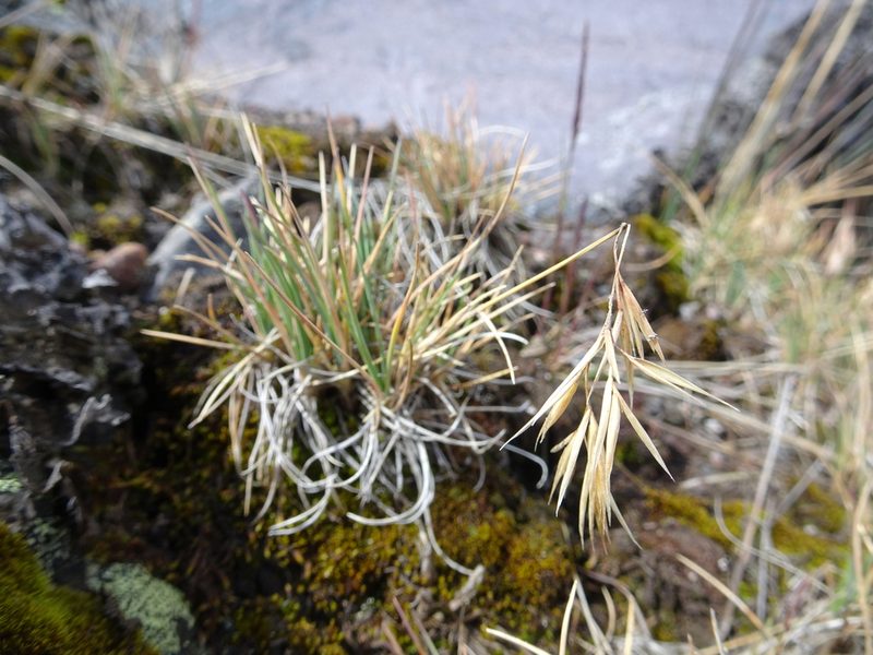 Festuca livida, photographed by Fabien Anthelme