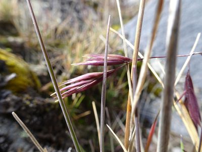 Festuca livida, photographed by Fabien Anthelme