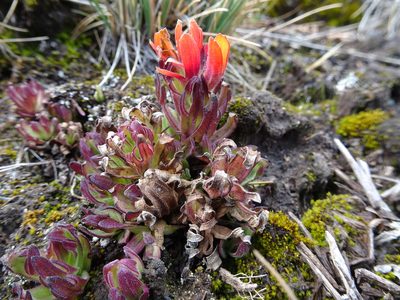 Castilleja tolucensis, photographed by Fabien Anthelme