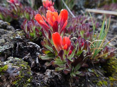 Castilleja tolucensis, photographed by Fabien Anthelme