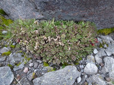 Castilleja tolucensis, photographed by Fabien Anthelme