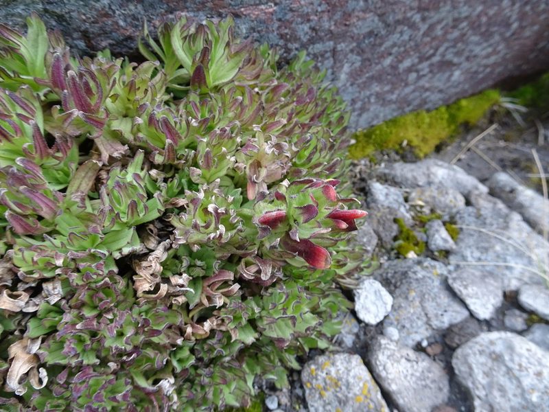 Castilleja tolucensis, photographed by Fabien Anthelme