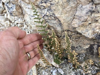 Myriopteris yavapensis, photographed by CK2AZ