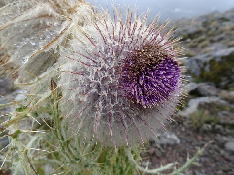 Cirsium nivale, photographed by Fabien Anthelme