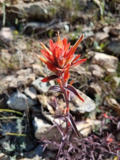 Castilleja pruinosa, photographed by Lisa Redfern