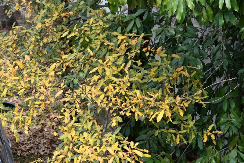 Quercus crispipilis, photographed by Neptalí Ramírez Marcial