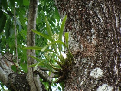Prosthechea chacaoensis, photographed by Alexis López Hernández