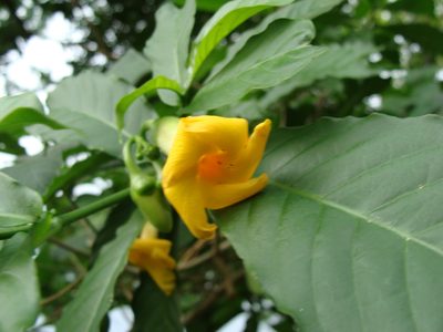 Tabernaemontana donnell-smithii, photographed by Alexis López Hernández