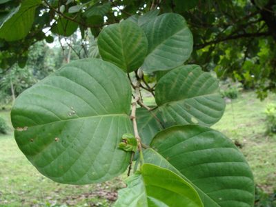 Coccoloba caracasana, photographed by Alexis López Hernández
