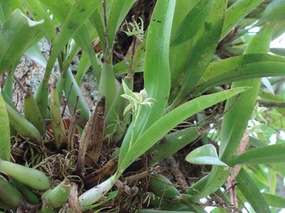 Prosthechea chacaoensis, photographed by Alexis López Hernández