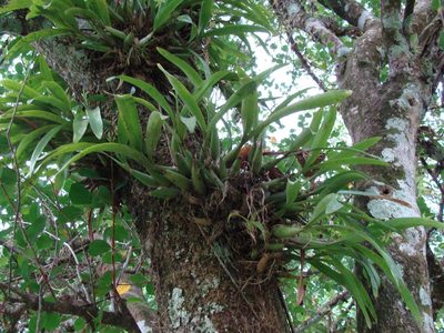 Prosthechea chacaoensis, photographed by Alexis López Hernández