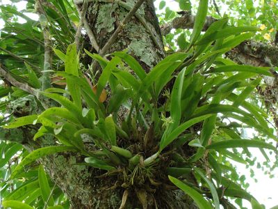 Prosthechea chacaoensis, photographed by Alexis López Hernández