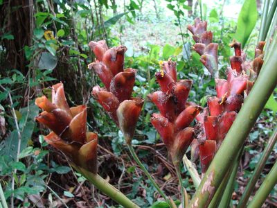 Calathea lutea, photographed by Alexis López Hernández
