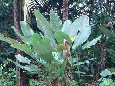 Calathea lutea, photographed by Alexis López Hernández