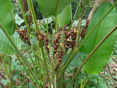 Calathea lutea, photographed by Alexis López Hernández