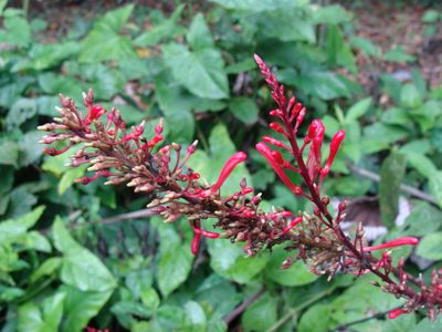 Odontonema tubaeforme, photographed by Alexis López Hernández