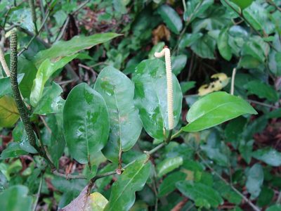 Piper tuberculatum, photographed by Alexis López Hernández