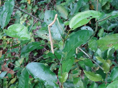 Piper tuberculatum, photographed by Alexis López Hernández