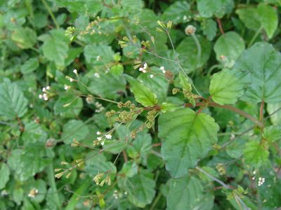 Boerhavia erecta, photographed by Alexis López Hernández